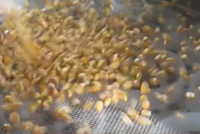 Corn Sorting